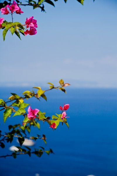 Pink flowers, blue sea