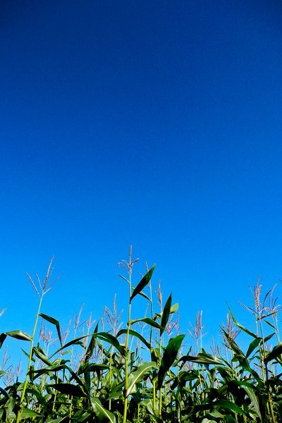 Corn and blue skies