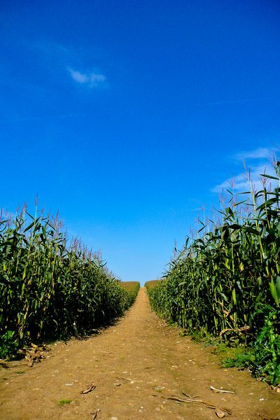 Path through the corn
