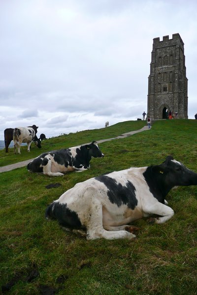 Cows and the Glastonbury Tor