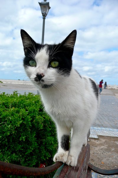 Cat by the port