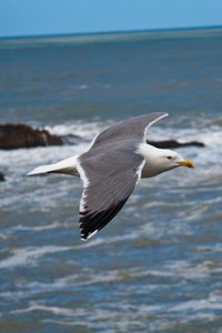 Yet another seagull