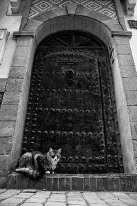 Doorway and cat
