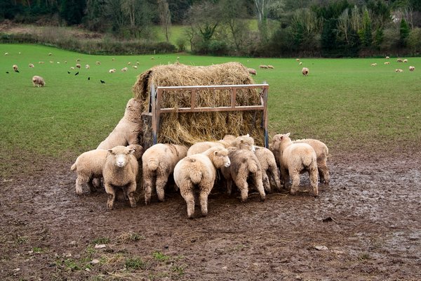 Sheep feeding