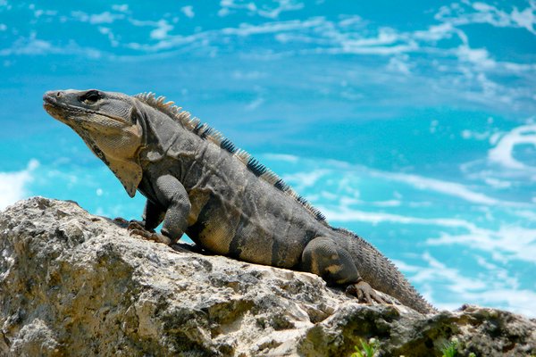Iguana on the rocks