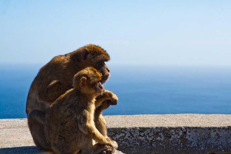 Barbary Macaques