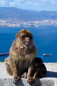 Macaque with a view