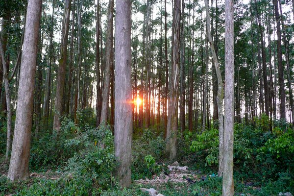 Sun through eucalyptus trees