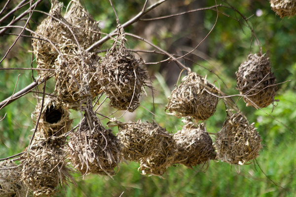 Weaver bird nests