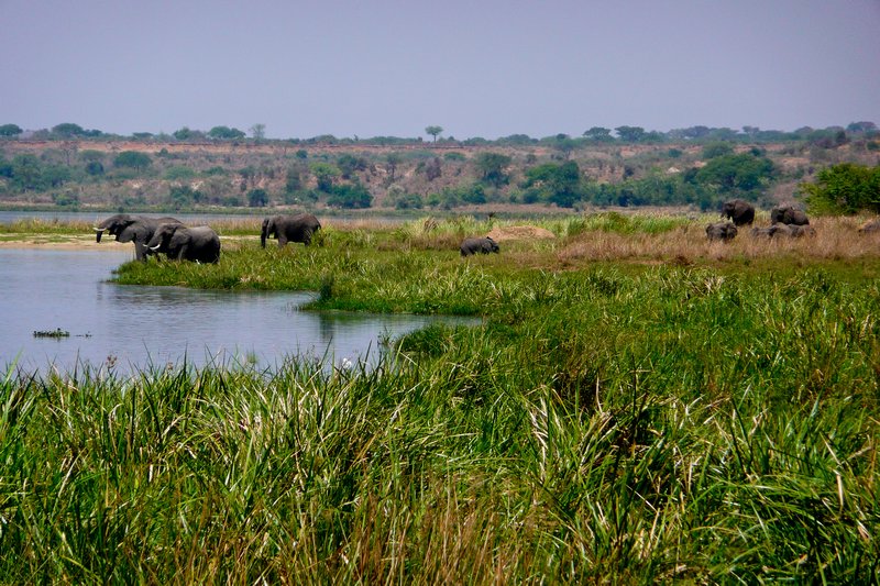 Elephants & Victoria Nile