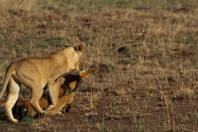 Lioness and her Kill