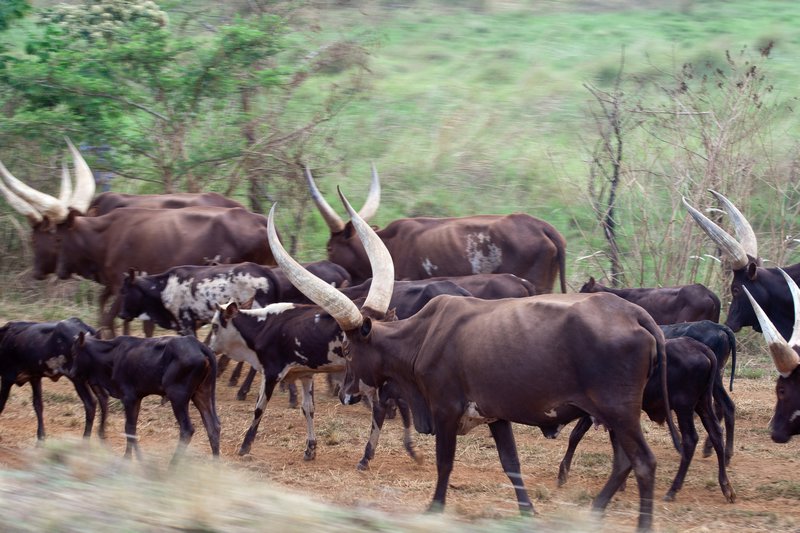 Crazy horns on the Cattle