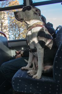 Dog on the bus