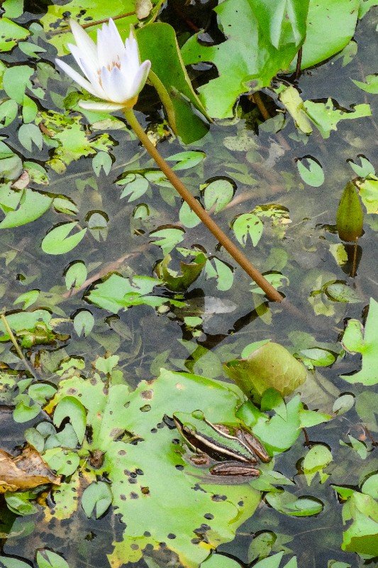 Frogs in the gardens - Bintan