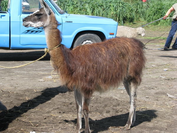 Llama for Sale at Saquasilli