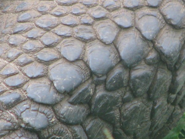 Up Close Tortoise Leg