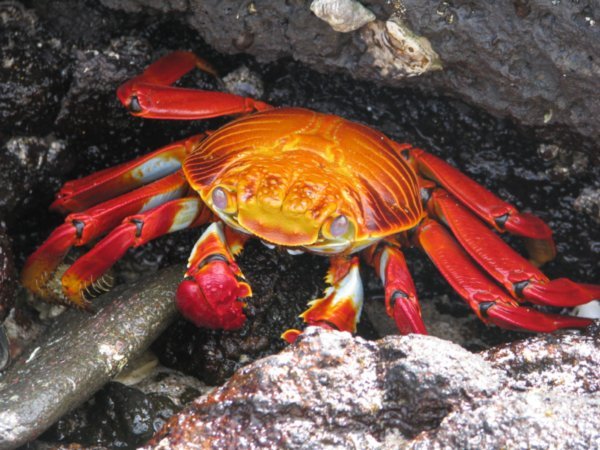 Red Crabs Everywhere!