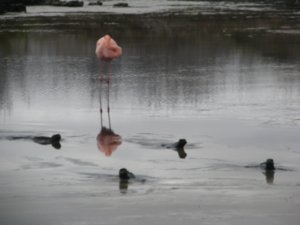 A Flamingo and some Marine Iguanas