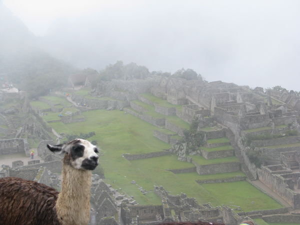 Llamas on the lookout at Machu Picchu