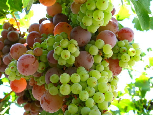 Some Grapes at a Winery in Mendoza