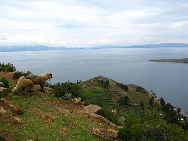 Sheep enjoying their view