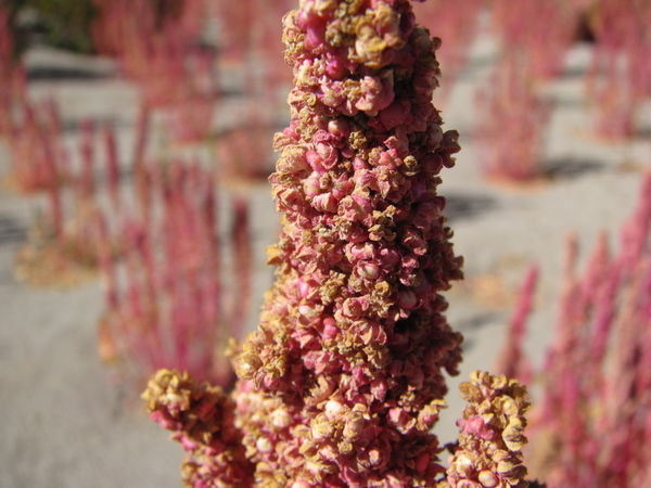 Quinoa, a staple food in Bolivia