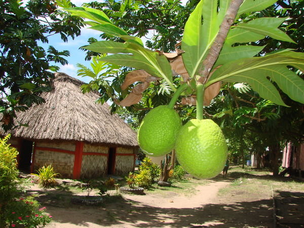 Fijian grapefruits