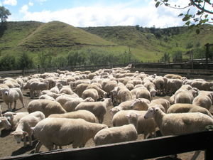 Sheep's farm