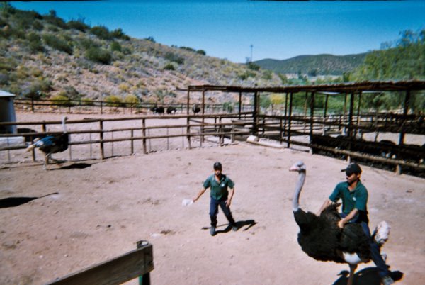 Proffessional Ostrich Riding
