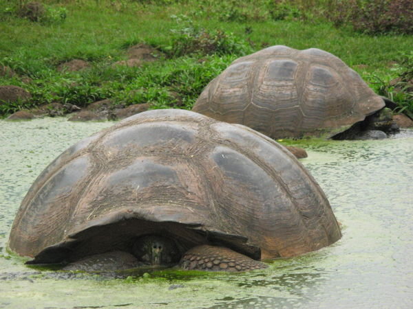 Giant Tortoises Taking a Dip