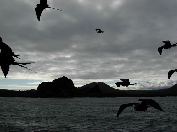 Frigate Birds in Flight