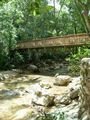 Bridge in the Jungle