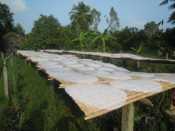 Rice paper drying