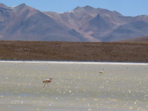 Flamingos Laguna Verde