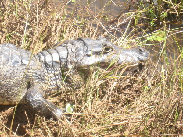 First Caiman Sighting
