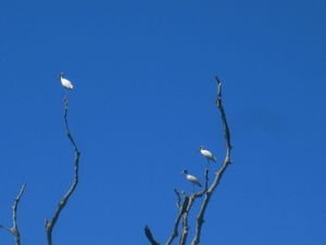 Maguari Storks