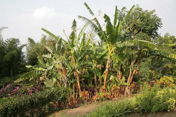 Banana Plants Everywhere in Alegria