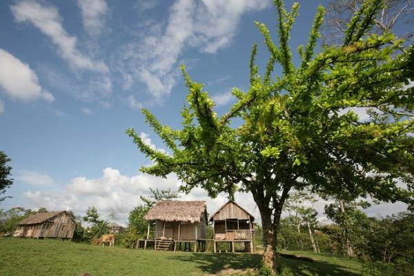 Stilt Houses and Tree Canopies