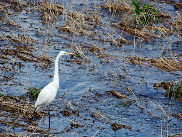 Strolling Through the Marshy Water