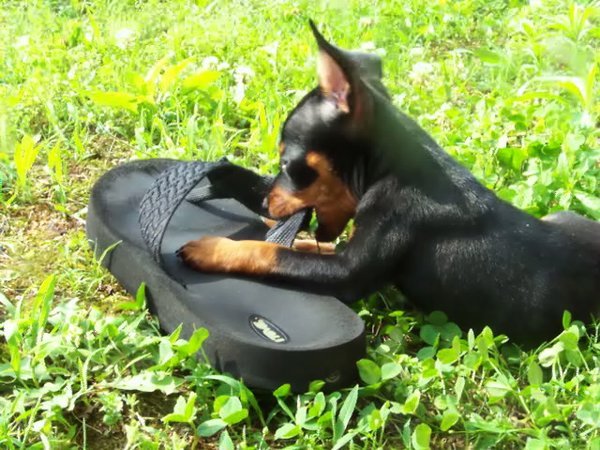 Playing with Mommy's Shoe