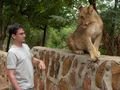 The Lion and I
