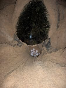 Turtle lays eggs