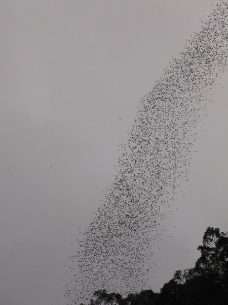 The Bat Swarm 