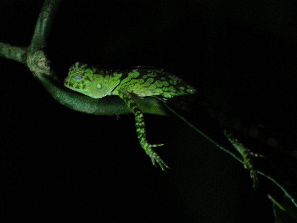 Lazy Chameleon at Night