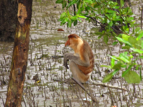 Proboscis Monkey in the Mangroves