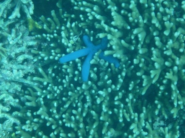 Starfish in the corals off Coron