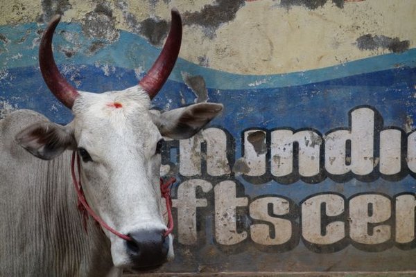 A cow getting ready for the upcoming Pongol festival
