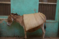 Donkey in Lamu