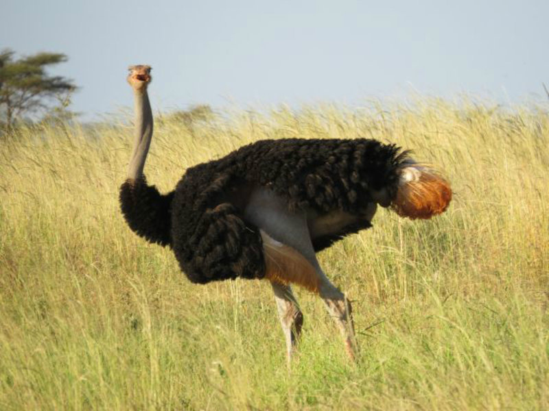 Bewildered Somali Ostrich