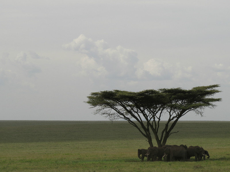 Elephants huddled under a tree